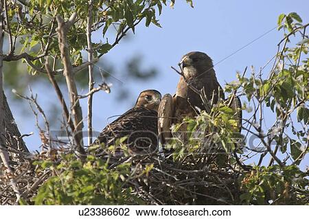Stock Image - scenic, young, nest, hawks, swainsons, two. Fotosearch
