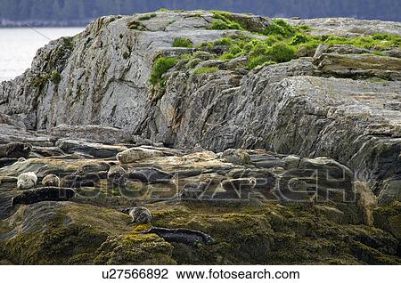 seals, island, small, sunning, harbor View Large Photo Image Stock Image - seals, island, small, sunning, harbor. Fotosearch