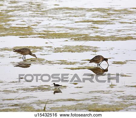 shorebird, godwit, large, fedoa, limosa, marbled View Large Photo Image Stock Photograph - shorebird, godwit, large, fedoa, limosa, marbled. Fotosearch