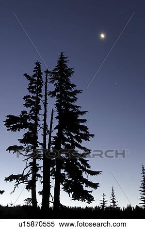 Stock Photography - silhouetted, stars, sky, blue, deep, moon. Fotosearch