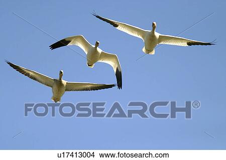 skagit, geese, island, fir, flight, snow View Large Photo Image Picture - skagit, geese, island, fir, flight, snow. Fotosearch