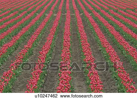 skagit, spring, county, tulips, farm, growth View Large Photo Image Stock Image - skagit, spring, county, tulips, farm, growth. Fotosearch