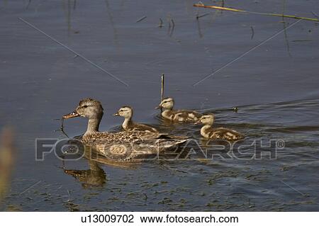 slough, duck, ducklings, its, hen, gadwell View Large Photo Image Stock Image - slough, duck, ducklings, its, hen, gadwell. Fotosearch