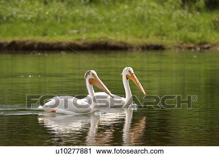 snake, american, swiming, pelicans, white, two View Large Photo Image Stock Image - snake, american, swiming, pelicans, white, two. Fotosearch