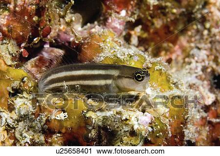 solomon, blenny, underwater, substrate, perched, tiny View Large Photo Image Stock Image - solomon, blenny, underwater, substrate, perched, tiny. Fotosearch