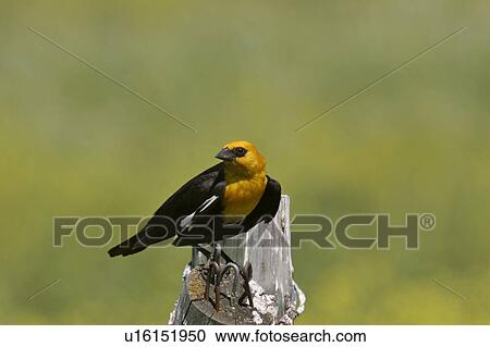 southern, blackbird, scenic, post, fence, yellowheaded View Large Photo Image Stock Image - southern, blackbird, scenic, post, fence, yellowheaded. Fotosearch