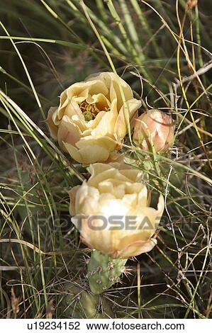Stock Image - southern, flowers, scenic, pear, prickly, yellow. Fotosearch