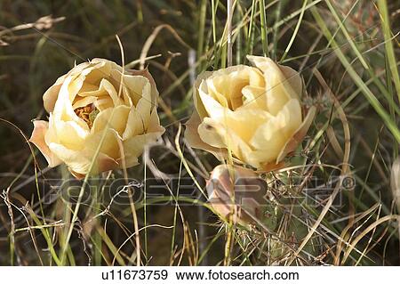 southern, flowers, scenic, pear, prickly, yellow View Large Photo Image Stock Photo - southern, flowers, scenic, pear, prickly, yellow. Fotosearch