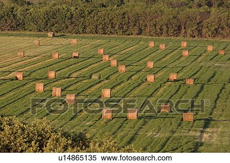 southern, hay, scenic, field, bales, round View Large Photo Image Stock Photography - southern, hay, scenic, field, bales, round. Fotosearch
