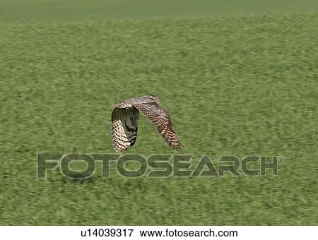 Stock Photo - southern, horned, scenic, flight, owl, great. Fotosearch