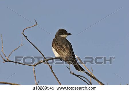 southern, kingbird, scenic, branch, perched, eastern View Large Photo Image Stock Photography - southern, kingbird, scenic, branch, perched, eastern. Fotosearch