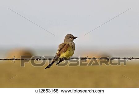 southern, kingbird, scenic, strand, barbedwire, western View Large Photo Image Stock Photo - southern, kingbird, scenic, strand, barbedwire, western. Fotosearch
