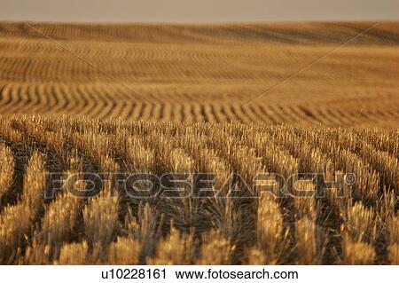 southern, rows, scenic, wheat, ripening, neat View Large Photo Image Stock Image - southern, rows, scenic, wheat, ripening, neat. Fotosearch
