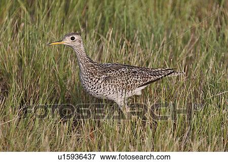 southern, sandpiper, scenic, ground, shorebird, upland View Large Photo Image Stock Photo - southern, sandpiper, scenic, ground, shorebird, upland. Fotosearch
