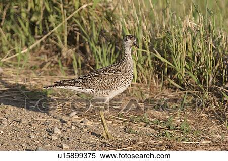 southern, sandpiper, scenic, road, gravel, upland View Large Photo Image Stock Photography - southern, sandpiper, scenic, road, gravel, upland. Fotosearch