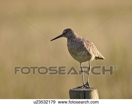 Stock Photo - southern, shorebird, scenic, post, fence, willet. Fotosearch