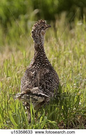 southern, up, scenic, grouse, ruffed, close View Large Photo Image Stock Image - southern, up, scenic, grouse, ruffed, close. Fotosearch