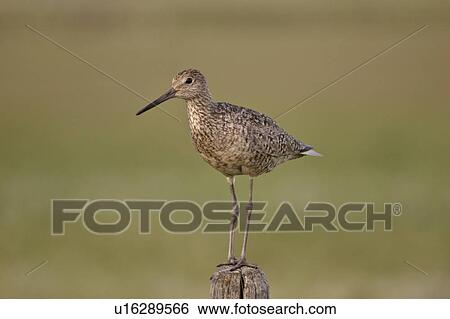 Stock Photograph - southern, willet, scenic, post, fence, young. Fotosearch
