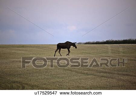 southwestern, moose, drywood, dawn, field, female View Large Photo Image Stock Photo - southwestern, moose, drywood, dawn, field, female. Fotosearch