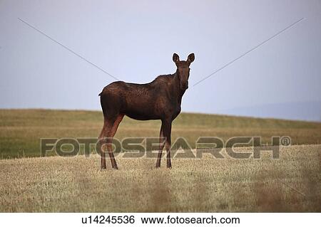 southwestern, moose, drywood, dawn, field, female View Large Photo Image Stock Photograph - southwestern, moose, drywood, dawn, field, female. Fotosearch