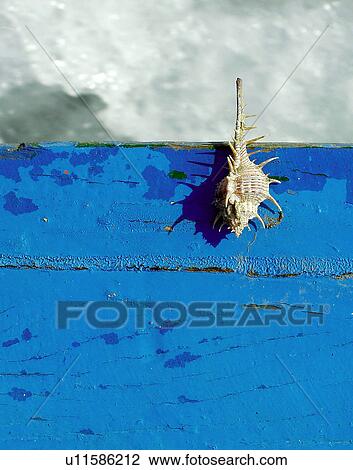 Stock Image - spine, board, shadow, water, boat, shell. Fotosearch