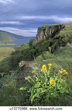 Stock Photo - state, columbia, mayer, gorge, river, balsamroot. Fotosearch