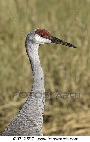 Stock Photo - state, up, myaka, crane, sandhill, close. Fotosearch
