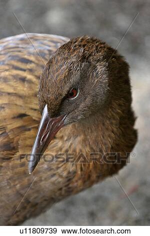 stewart, shore, bay, moon, half, weka View Large Photo Image Stock Photo - stewart, shore, bay, moon, half, weka. Fotosearch