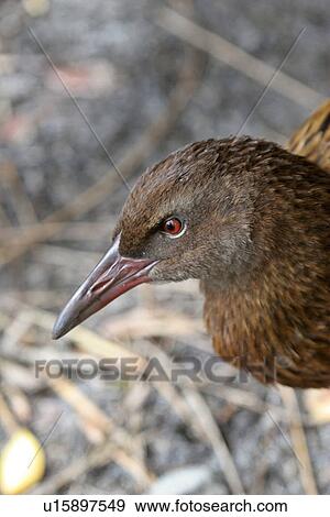 Stock Photo - stewart, shore, bay, moon, half, weka. Fotosearch