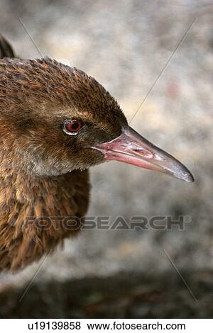 stewart, shore, bay, moon, half, weka View Large Photo Image Stock Photo - stewart, shore, bay, moon, half, weka. Fotosearch