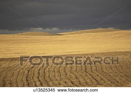 storm, stubble, rain, approaching, fields, sunlit View Large Photo Image Stock Photography - storm, stubble, rain, approaching, fields, sunlit. Fotosearch