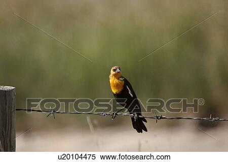 strand, yellowheaded, wire, barbed, blackbird, male View Large Photo Image Stock Photography - strand, yellowheaded, wire, barbed, blackbird, male. Fotosearch