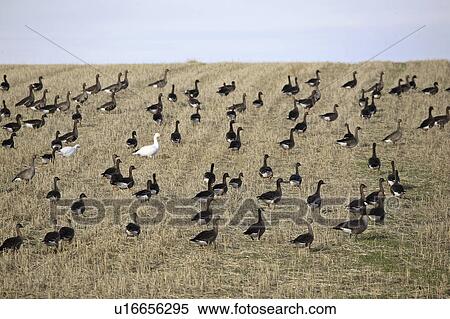 stubble, snow, whitefronted, greater, geese, two View Large Photo Image Stock Photography - stubble, snow, whitefronted, greater, geese, two. Fotosearch