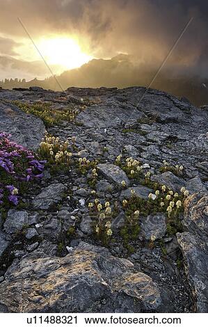 Stock Image - sun, yellow, wildflowers, setting, view. Fotosearch