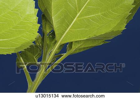 sunflower, leaf, detail, sky, blue, green View Large Photo Image Picture - sunflower, leaf, detail, sky, blue, green. Fotosearch