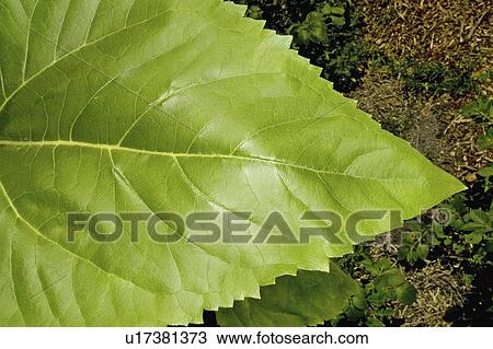 sunflower, leaf, detail, sky, blue, green View Large Photo Image Stock Image - sunflower, leaf, detail, sky, blue, green. Fotosearch