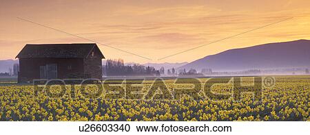 Stock Image - sunrise, skagit, dawn, rows, spring, flowering. Fotosearch