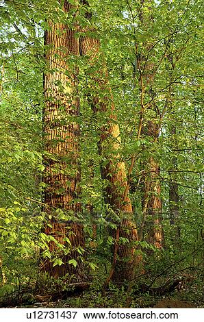 Stock Photo - sunset, light, twilight, woods, dusk, forest. Fotosearch