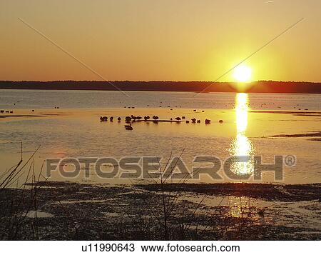 sunset, reflect, beautiful, orange, asseteague View Large Photo Image Stock Image - sunset, reflect, beautiful, orange, asseteague. Fotosearch