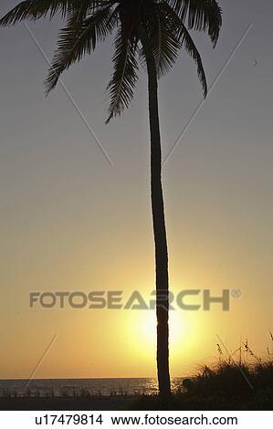 Picture - sunset, tree, usa, florida, beach, palm. Fotosearch