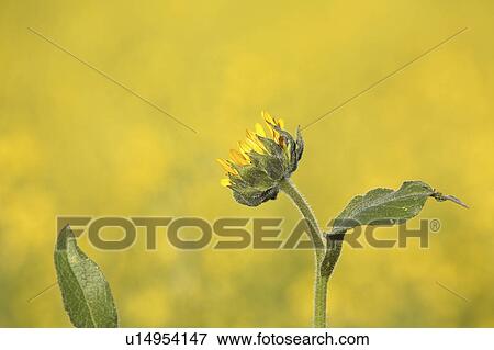 susan, flower, browneyed, roadside, saskatchewan, blanket View Large Photo Image Stock Photo - susan, flower, browneyed, roadside, saskatchewan, blanket. Fotosearch