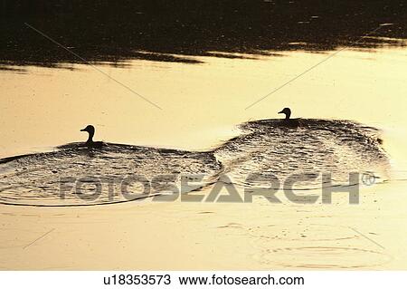 Stock Image - swimming, reflection, sun, through, waterbirds. Fotosearch