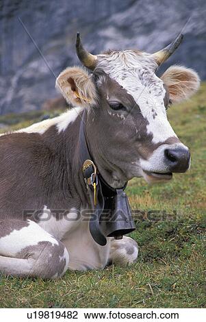 Stock Image - switzerland, bell, hills, resting, range, swiss. Fotosearch