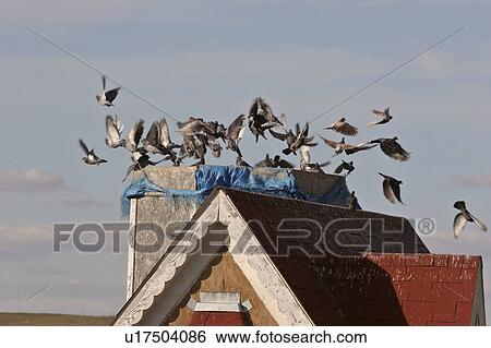 take, house, miniature, flight, pigeons View Large Photo Image Stock Photograph - take, house, miniature, flight, pigeons. Fotosearch