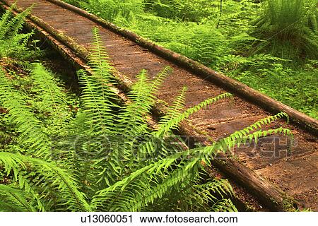 Stock Image - temperate, trail, growth, old, trough, boardwalk. Fotosearch