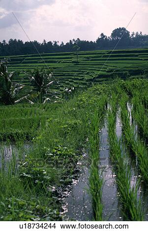 terracing, paddy, indonesia, bali, terraces, rice View Large Photo Image Picture - terracing, paddy, indonesia, bali, terraces, rice. Fotosearch
