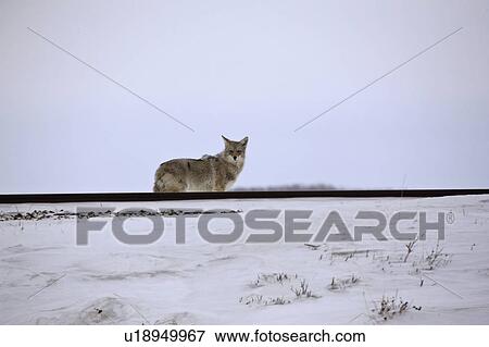 Stock Photo - than, canis, less, stands, latrans, coyote. Fotosearch