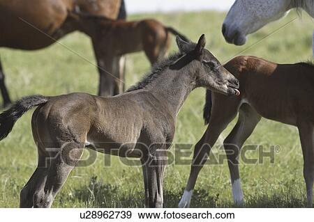 Stock Photo - tongue, colt, its, out, sticking, young. Fotosearch