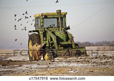 tractor, standing, deere, john, next, pig View Large Photo Image Stock Photograph - tractor, standing, deere, john, next, pig. Fotosearch