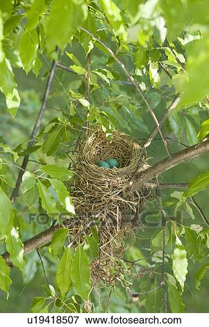 tree, animal, robin, egg, bird, nest View Large Photo Image Stock Photo - tree, animal, robin, egg, bird, nest. Fotosearch